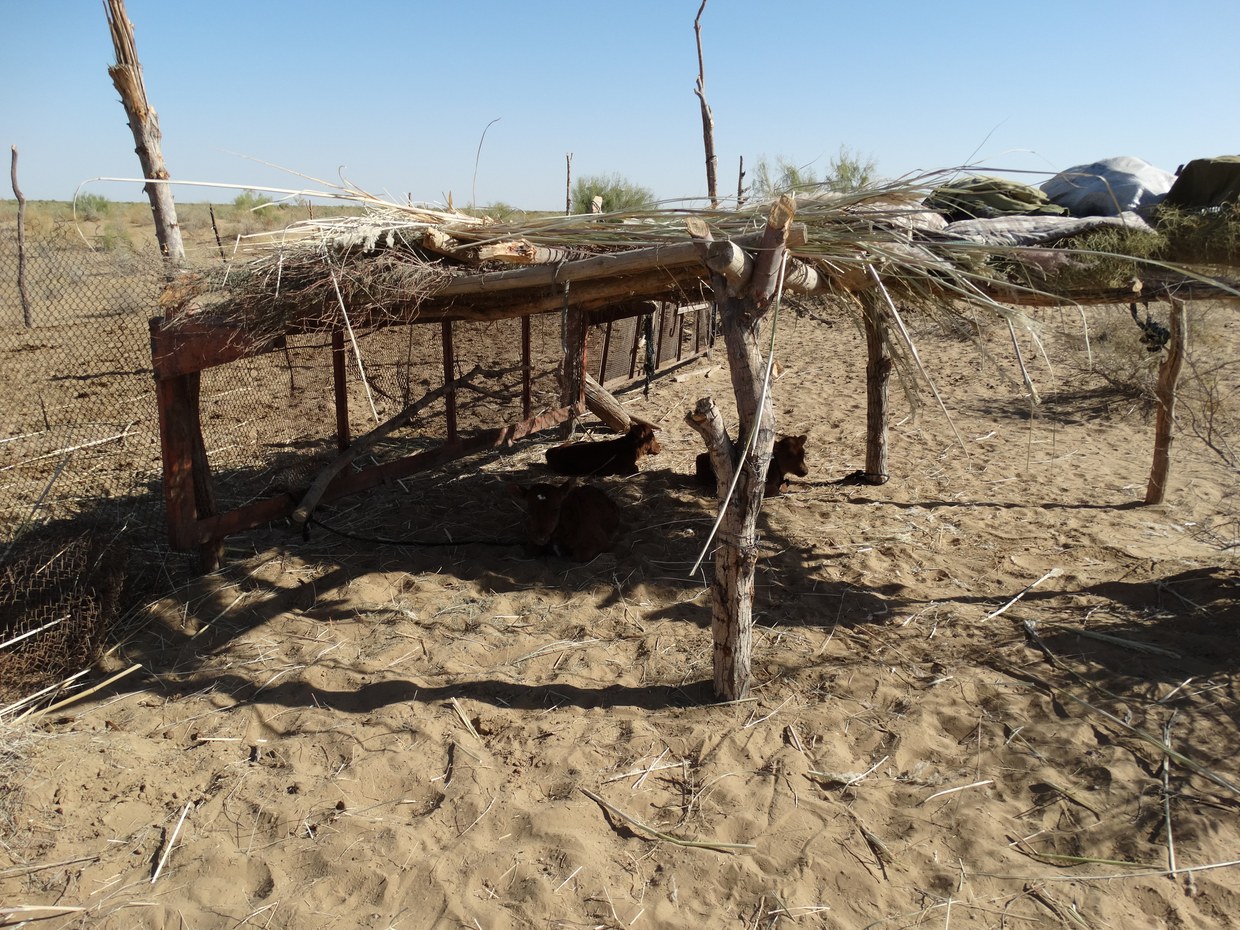 Photo of modern temporary camp structure employed by Turkmen pastorialists on the border of the desert of the Murghab region